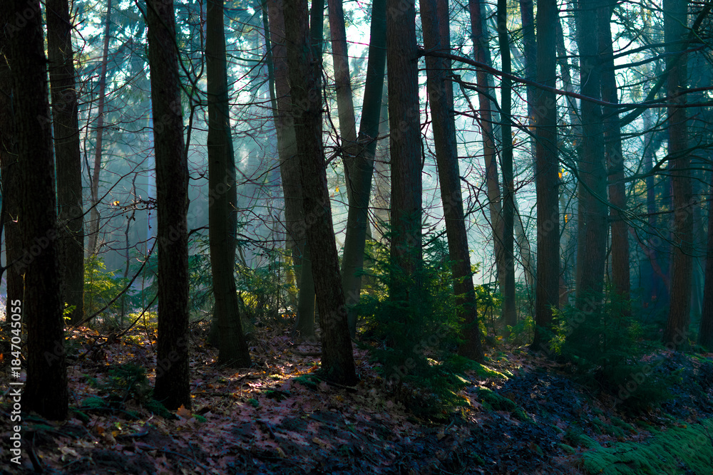 Fototapeta premium Misty forest with sunlight and trees