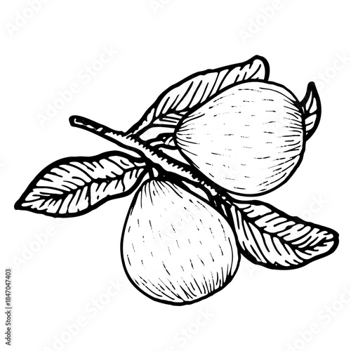 Guava vector food illustration. Tropical tree branch with ripe guajava, natural organic garden plant, summer design in vintage sketch style.