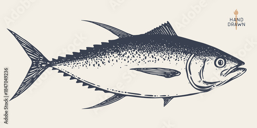 Tuna Fish, seafood, sketch. Vintage retro print, seafood tuna fish sketch, sea life, ink pencil style drawing engrave old school artwork, hand drawn. Sketch artwork tuna fish. Illustration