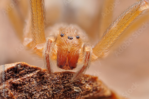 Mediterranean recluse spider, violin spider (Loxosceles rufescens), Brown recluse spider, in its wild habitat.