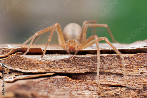 Mediterranean recluse spider, violin spider (Loxosceles rufescens), Brown recluse spider, in its wild habitat.