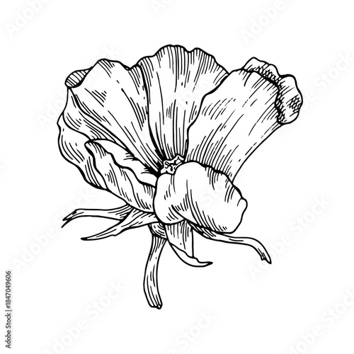 Flower rose hip graphic elegant black and white sketch hand drawn linework with delicate detail. Vintage botanical line art suitable for logos, invitations, prints, packaging, decorative designs