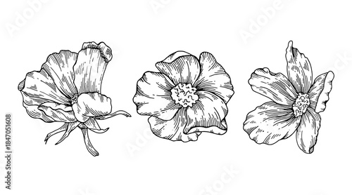 Flowers hand drawn black and white floral illustration set roses poppy blossoms, detailed ink line art, botanical sketches for packaging, stationery, invitations, logos, posters and textile design