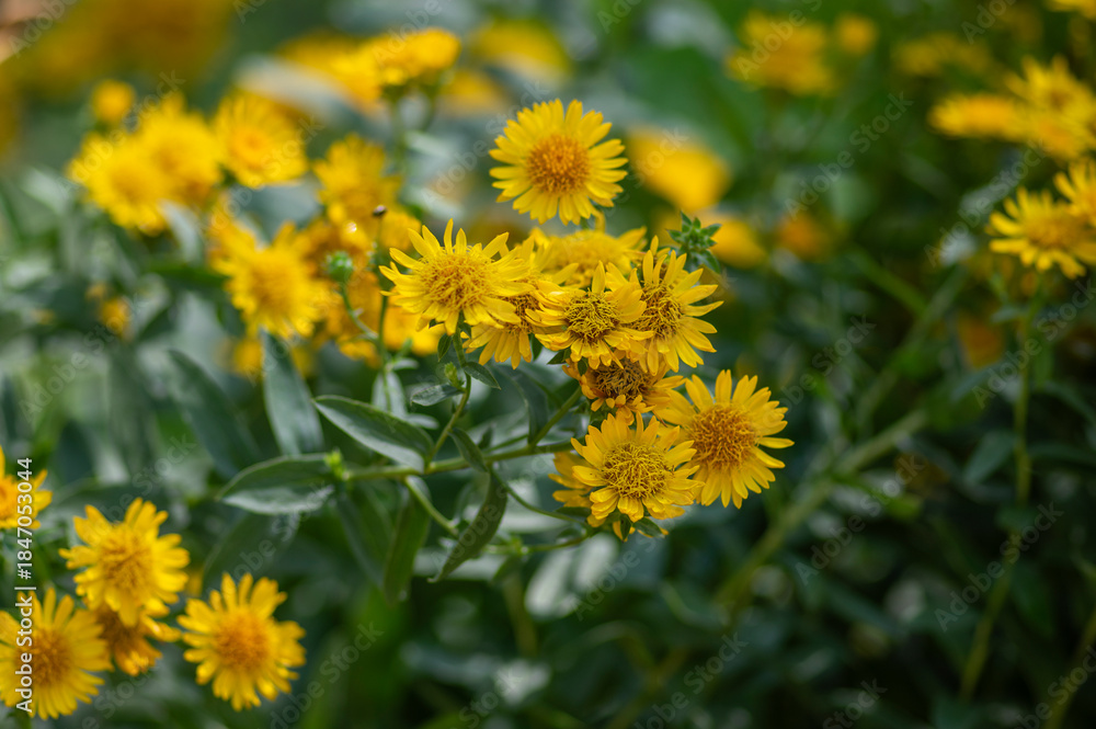 Obraz premium Inula spiraeifolia spirea-leaved fleabane flowers in bloom, beautiful summer autumn yellow flowering ornamental plant