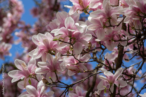Magnolia soulangeana also called saucer magnolia flowering springtime tree with beautiful pink white flower on branches