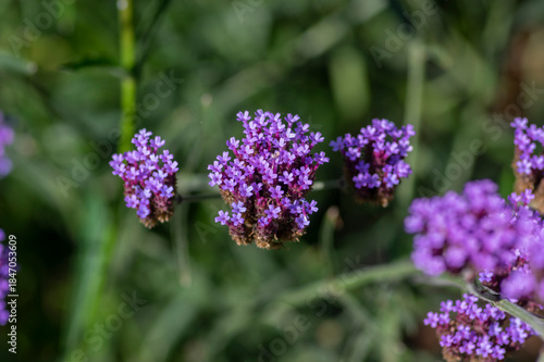 Verbena bonariensis purpletop tall flowering plant, clustertop agrentian purple pretty vervain flower in bloom