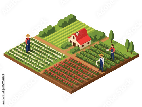 Isometric vector 3D view of large flower farming fields with blooming rows and farmers working, commercial floriculture and agriculture landscape