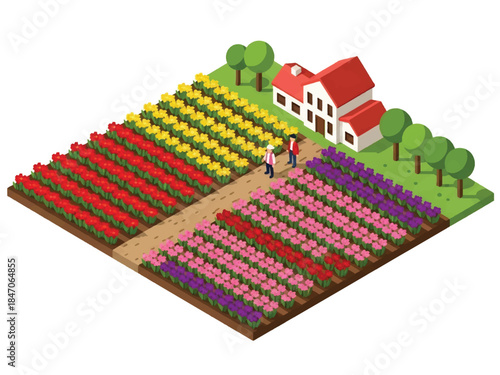 Isometric vector 3D view of large flower farming fields with blooming rows and farmers working, commercial floriculture and agriculture landscape