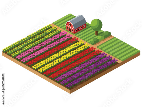 Isometric vector 3D view of large flower farming fields with blooming rows and farmers working, commercial floriculture and agriculture landscape