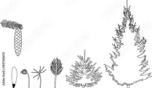 Coloring page with life cycle of spruce (Picea abies) on white background