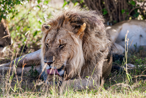 lion in the grass