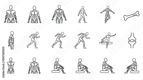 Human anatomy and exercise icons in a simple linear style