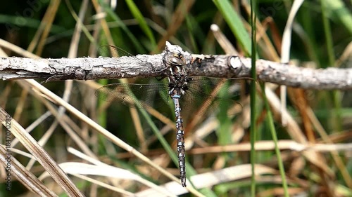 Large dragonfly hanging on a stick.