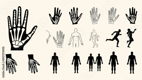 Human anatomy and skeletal system illustrations for education and science