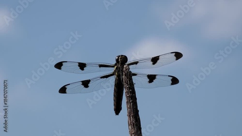 A large dragonfly can be seen breathing in and out.