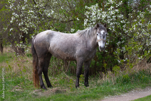 Gray Horse Standing Near Blossoming Trees in Spring Meadow
