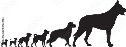 Evolution of dog breeds and sizes silhouette