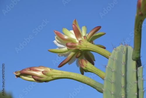 Die Blüte eines Echinopsiis Peruviana