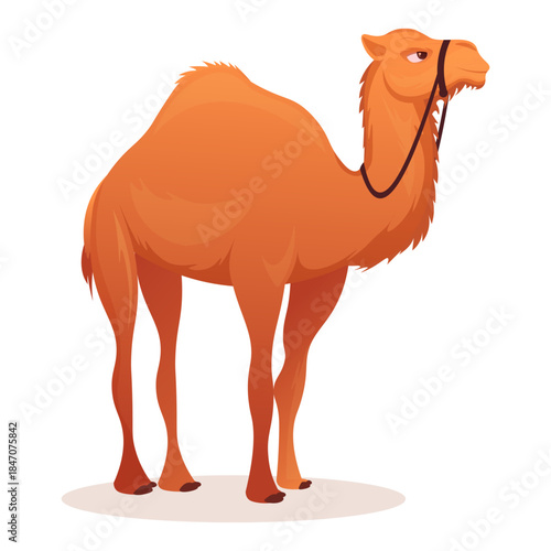 Cartoon style camel with one hump wearing a halter, standing on a shadowed white background. Concept of desert animal. Vector illustration