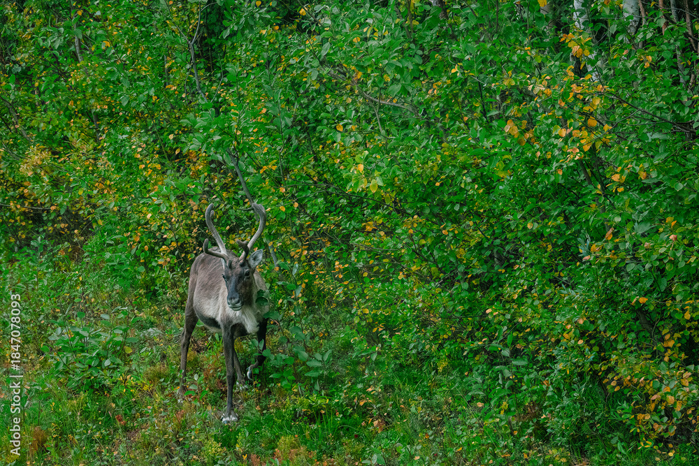 Obraz premium Reindeer standing among green lush nature in Sweden Lapland