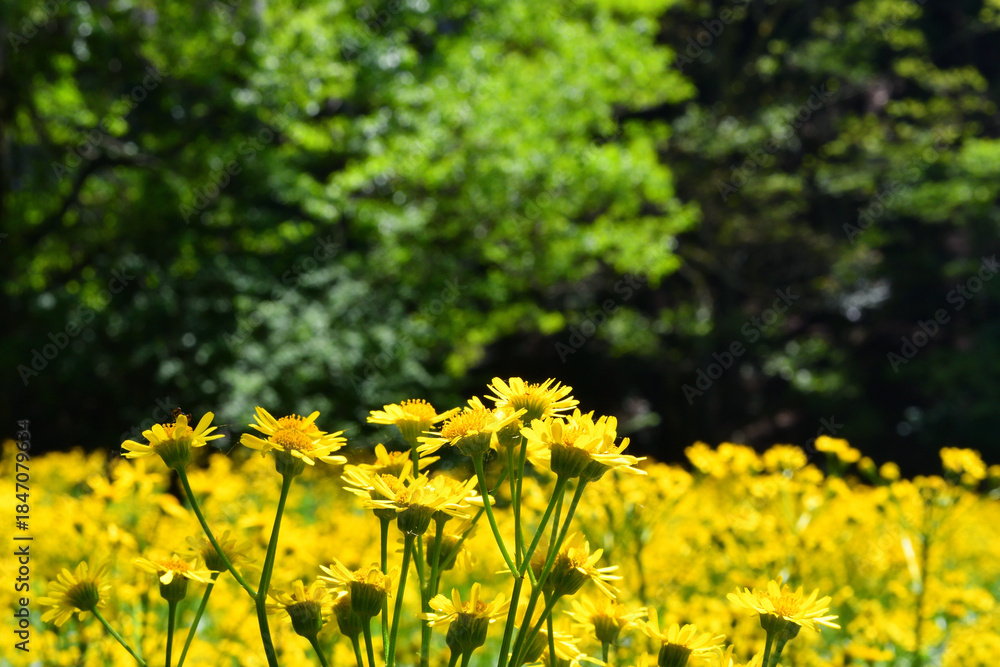 Fototapeta premium サワオグルマ群生地