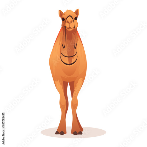 Cartoon style camel standing upright and facing forward, placed on a white background. Concept of desert animal. Vector illustration