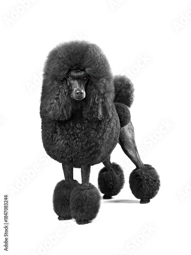 Beautiful standard poodle in studio