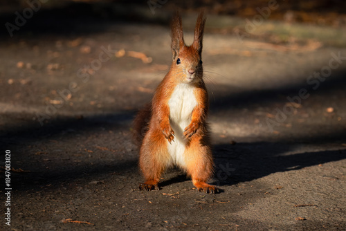 Close-up of a cute red squirrel standing on asphalt, looking toward the camera lens on a sunny autumn day.