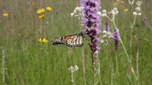 A monarch butterfly drinks nectar from a prairie blazing star flower then flies away.