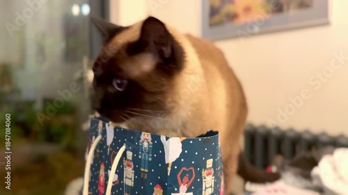 close up of siamese cat curiously looking inside festive christmas gift bag