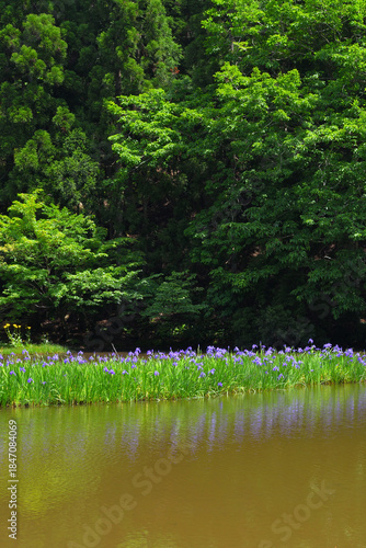 カキツバタ群生地