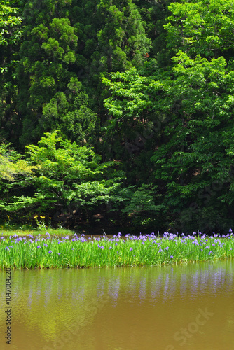 カキツバタ群生地