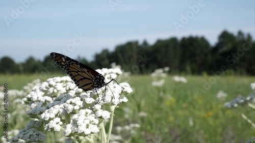 A large butterfly sways back and forth in slow motion on a pretty flower.
