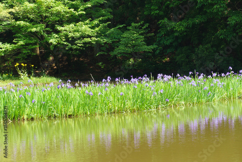 カキツバタ群生地