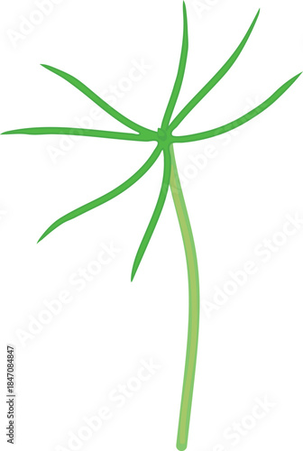 A spruce sapling with green needles