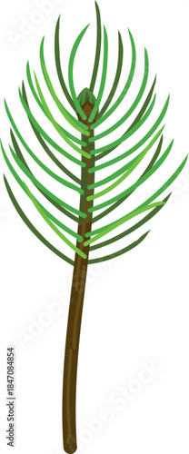 A spruce sapling with green needles