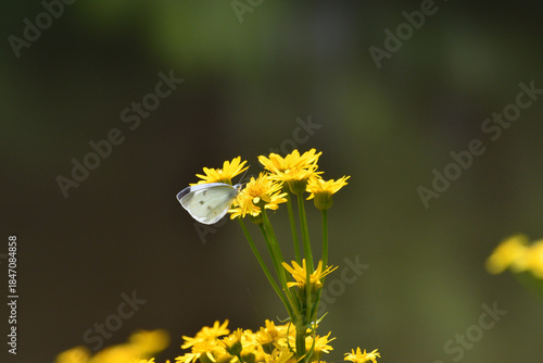 サワオグルマとモンシロチョウ