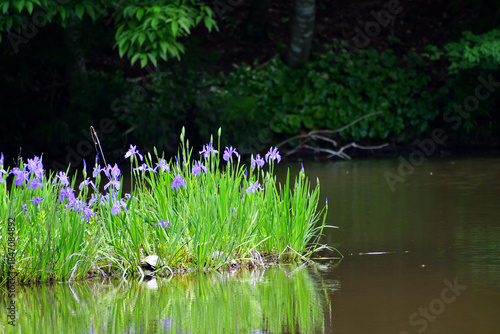 カキツバタ群生地