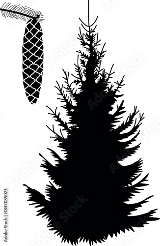 Black silhouette of spruce tree and spruce cone isolated on white background