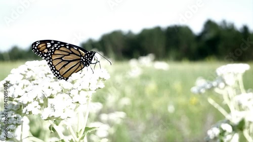 Monarch butterfly swaying back and forth while clinging to a prairie flower.