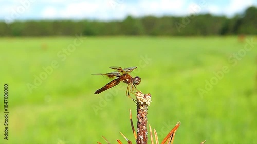 A small dragonfly takes off from its perch near a farm meadow.