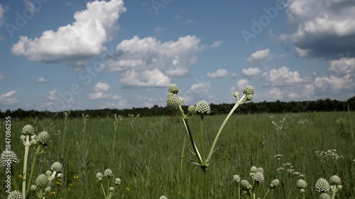 Prairie plants swaying in the wind on a summer's day with some clouds.