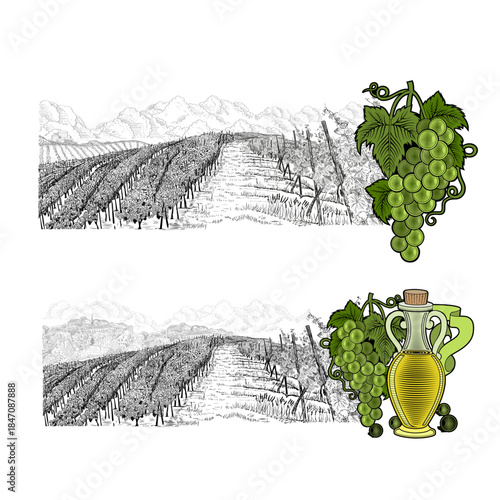 Two hand drawn sketches landscape of vineyard with farm on hill and color elements. White grapes and grapes with bottle of oil or wine. Vector illustration isolated on white background