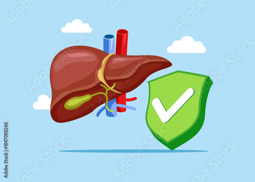 Human liver system in normal,  with green check mark. Anatomy structure hepatic system organ, digestive gallbladder organ. Vector flat illustration