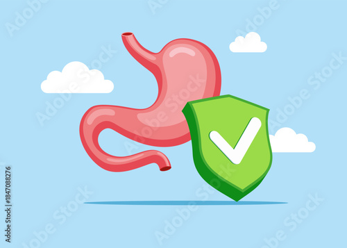 Stomach system in normal. Stomach human with green check mark. Internal organs symbol. Digestive system anatomy. Gastroenterology, medicine, biology. Vector flat illustration
