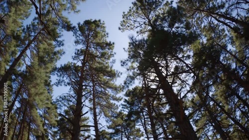 Sunlit Canopy: A low-angle shot showcases tall trees reaching toward the sunlit sky, with their branches and leaves creating a mesmerizing canopy.