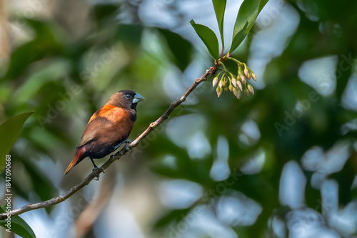 Chestnut Munia (Lonchura atricapilla) on Kauai, HI