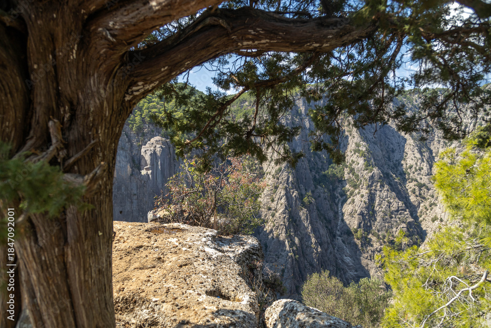 Fototapeta premium Dramatic top-down view from Tazı Canyon lookout. Pine branch frames edge of sheer cliff against opposing rock wall, creating immense depth under blue sky. Antalya, Mediterranean Turkey.