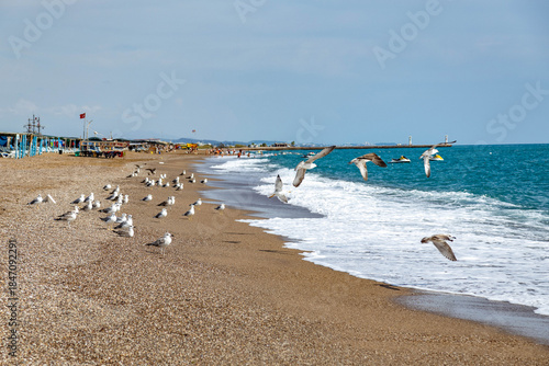 Fototapeta Naklejka Na Ścianę i Meble -  Flock of white seagulls sitting on a sandy beach and taking flight over the foaming surf line under a bright sunny sky. A dynamic coastal wildlife scene. Sorgun, Turkey, Mediterranean.

