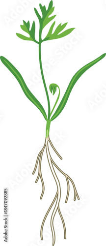 A carrot sprouting with green leaves